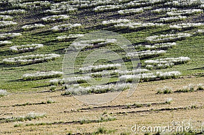 Mysterious fairy circles mystic circles inexplicable circles with growing grass in Namibia Africa Stock Photo