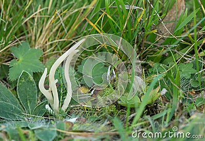 Fairy fingers, Clavaria fragilis Stock Photo