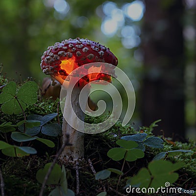Close-up view of fairy, glowing mushroom in the forest at night. Selective focus Stock Photo