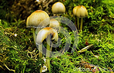Fairy Inkcap mushroom, Coprinellus disseminatus Stock Photo