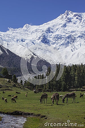 Fairy meadow, basecamp to everest Stock Photo