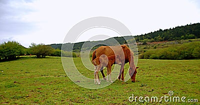 Wulong fairy mountain grassland Stock Photo