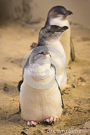 Fairy Penguin Stock Photo