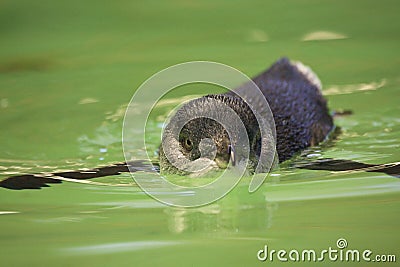 Fairy Penguin Stock Photo