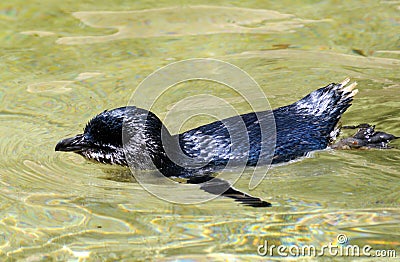 Fairy Penguin Stock Photo