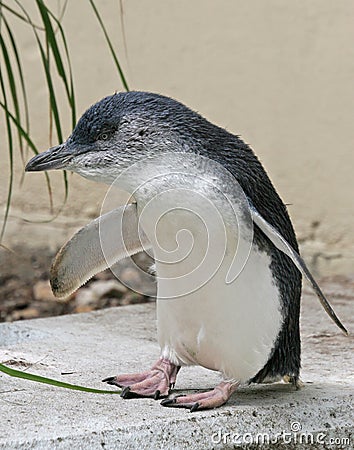Fairy Penguin (Eudyptula minor) Stock Photo