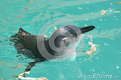 Fairy penguin (Eudyptula minor) Stock Photo