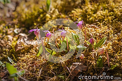Fairy Slipper Group - Wild Orchids Stock Photo