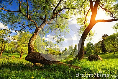 Summer vibrant landscape Stock Photo