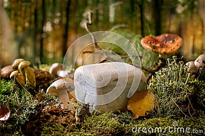 Fairy tale ambiance magical autumn forest background Stock Photo