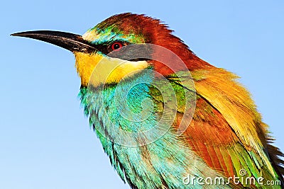 Fairy-tale bird with a colorful plumage Stock Photo