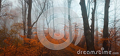 Fairy tale foggy forest during autumn moody morning Stock Photo
