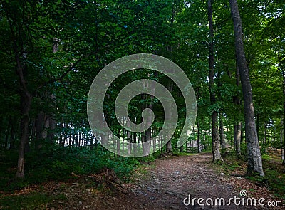 Fairy tale forest trail. Mystic green woods during summer sunset. Phone photography Stock Photo