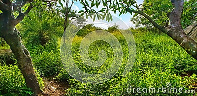 My dream world- Lalbagh Gardens Stock Photo