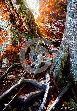 Fairy-tale magic autumn forest. Roots old trees Stock Photo