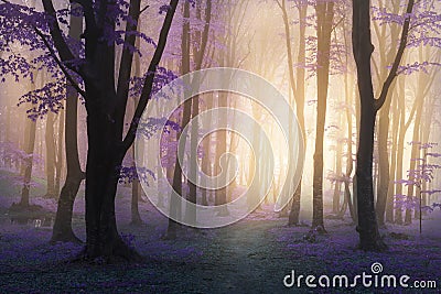 Fairy tale purple fog and leaves in mystic foggy forest trail Stock Photo