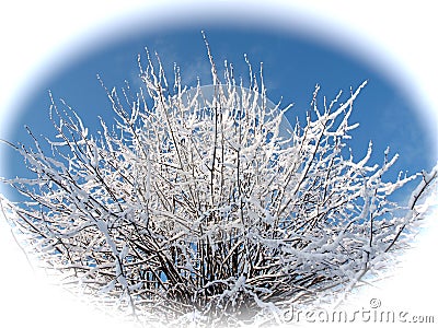 Fairy-tale snowy branches of a lime tree against blue sky in white circle Stock Photo