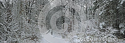 Fairy tale winter forest Stock Photo