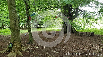 Fairy tree at Russborough House & Park, Ireland Editorial Stock Photo