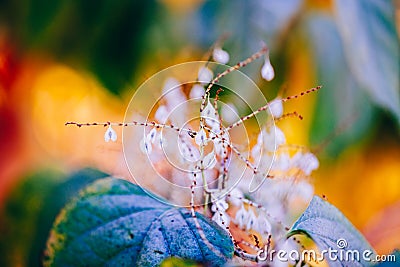 Fairy white small flowers on colorful dreamy magic yellow red blurry background Stock Photo
