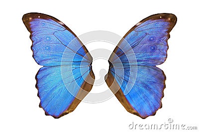 Fairy Wings Stock Photo