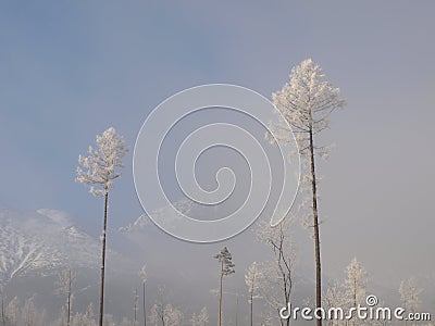 Fairy winter forest Stock Photo