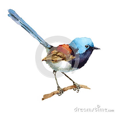 Fairy Wren Bird on the branch Watercolor Illustration Hand Painted isolated on white background Cartoon Illustration