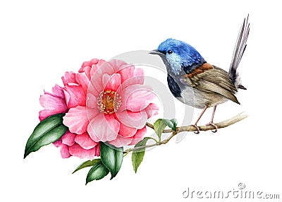 Fairy-wren bird and pink camellia flower. Garden australia bird watercolor illustration. Wren bird with tender camellia Cartoon Illustration