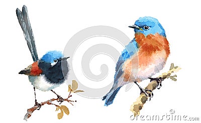 Fairy Wren and Bluebird Birds Watercolor Illustration Set Hand Drawn Cartoon Illustration