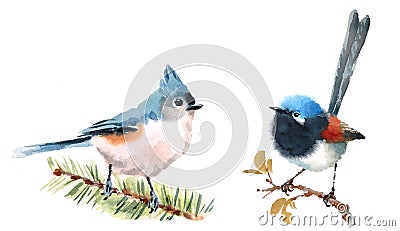 Fairy Wren and Titmouse Birds Watercolor Illustration Set Hand Drawn Cartoon Illustration