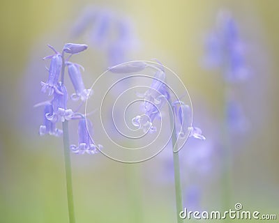 Fairytale picture of spring blue bells wild flowers Stock Photo