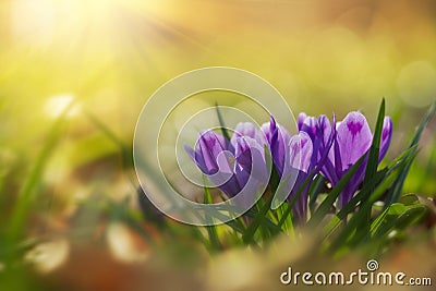 Fairytale sunlight on spring flower crocus. View of magic blooming spring flowers crocus growing in wildlife. Stock Photo