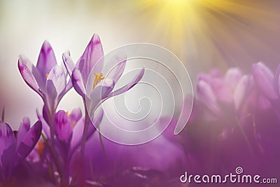 Fairytale sunlight on spring flower crocus. View of magic blooming spring flowers crocus growing in wildlife. Stock Photo