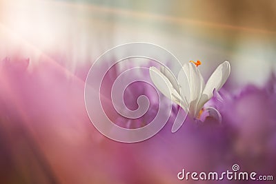 Fairytale sunlight on spring flower crocus. View of magic blooming spring flowers crocus growing in wildlife. Majestic colors of s Stock Photo