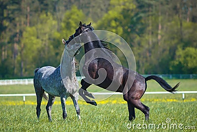 Faith arabian stallions Stock Photo