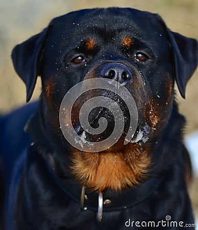 Faithful adult Rottweiler dog Stock Photo