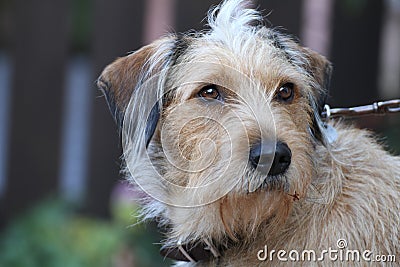 Faithful looking dog - with shine in the eyes - on a leash Stock Photo