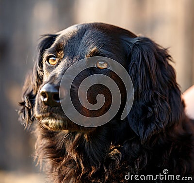Faithful looking family dog smiling at sunset with brown eyes Stock Photo