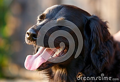 Faithful looking family dog smiling at sunset with brown eyes Stock Photo