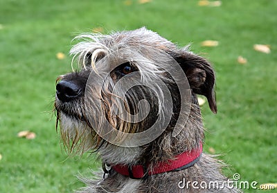 Faithful looking mixed breed schnauzer dog Stock Photo