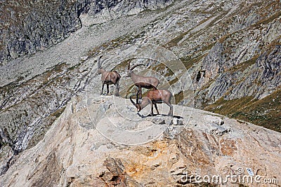 Fake Ibex of the Alps on the Rocks of the Italian Mountain Alps in Summer Day Editorial Stock Photo