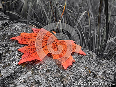 Fake orange leaf Stock Photo