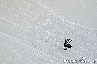 Fake small Halloween black spider on web Stock Photo