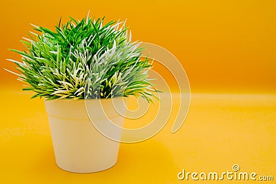 Fake small plants in plastic pot concept on the yellow background isolated Stock Photo