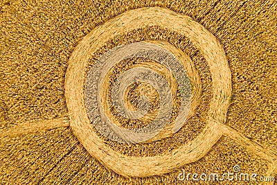 Fake UFO circles on grain crop yellow field, aerial view from drone. Round geometry shape symbols as alien signs Stock Photo