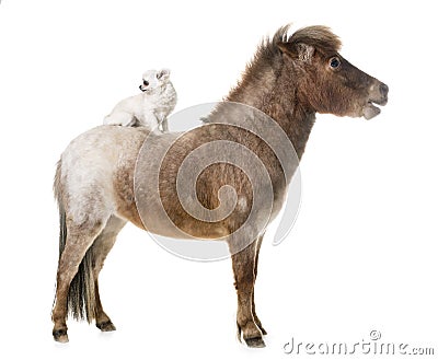 Falabella miniature horse Stock Photo