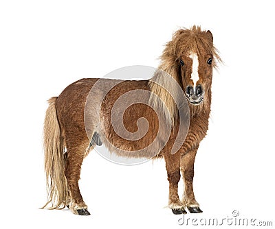 Falabella, Falabella Miniature Horse, Falabella Pony, Argentine Dwarf, Miniature Horse, Toy Horse Stock Photo