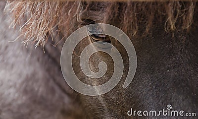 Falabella miniature horse Stock Photo