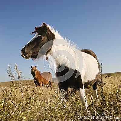 Falabella miniature horses Stock Photo