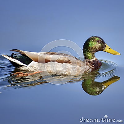 FALCATED DUCK Stock Photo